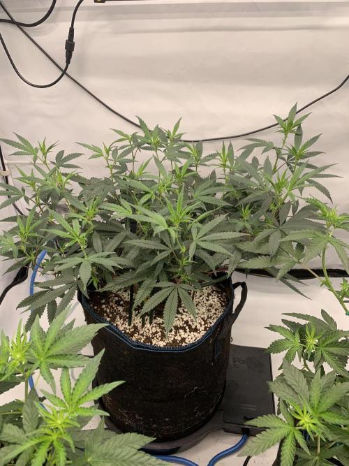 8.Grow: Papayton#1 aka. Limmer Papayton. Week 21 - 6.7.