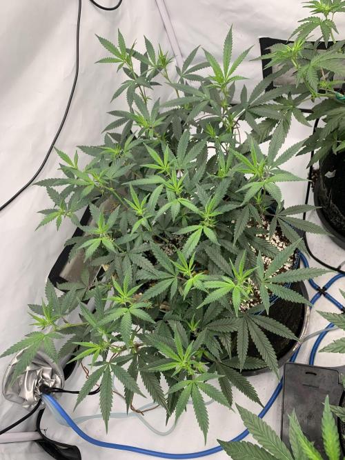8.Grow: Papayton#1 aka. Limmer Papayton. Week 21 - 6.7.