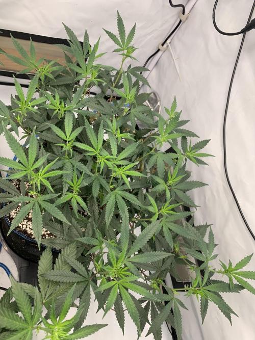 Papayton. Week 21