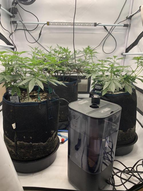 8.Grow: Z42. Week 9 - 6.7.