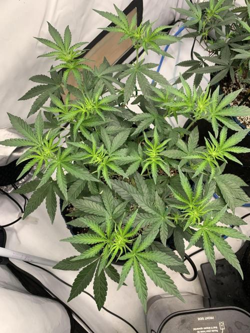 8.Grow: Z42. Week 9 - 6.7. - #1