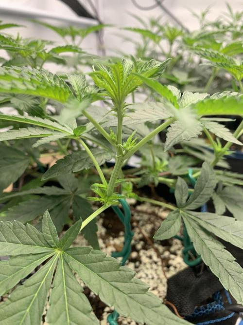 8.Grow: Z42. Week 9 - 6.7. - #1
