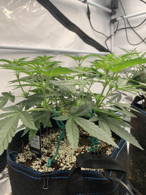 8.Grow: Z42. Week 9 - 6.7. - #1