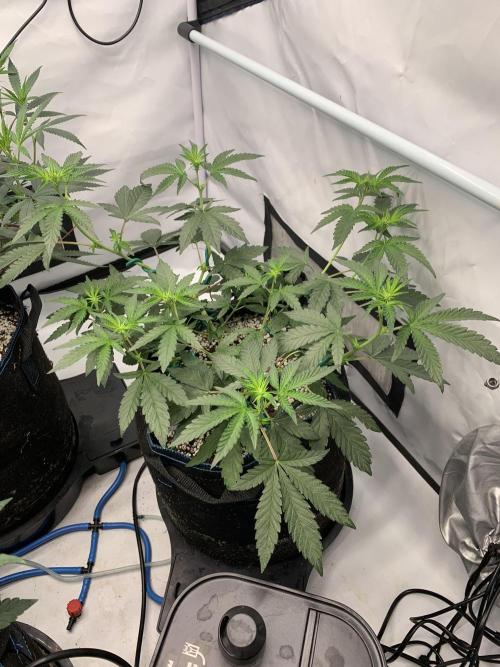8.Grow: Z42. Week 9 - 6.7. - #2