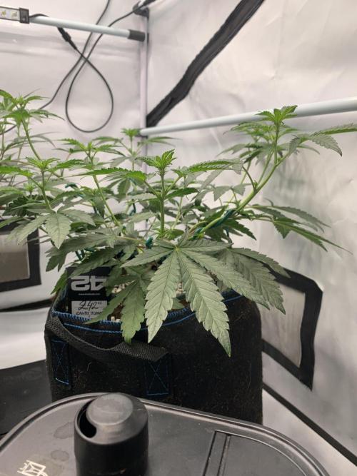 8.Grow: Z42. Week 9 - 6.7. - #2