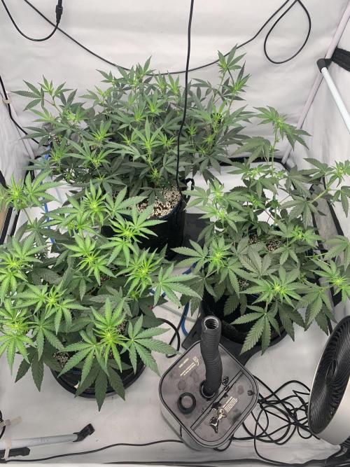 8.Grow: Z42. Week 9 - 8.7.