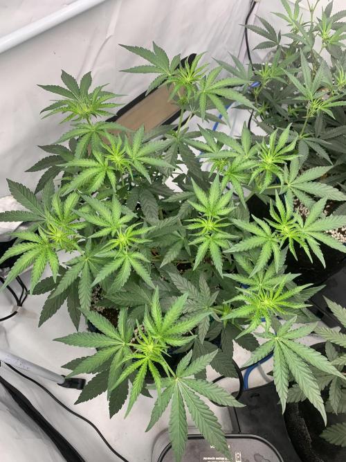 8.Grow: Z42. Week 9 - 8.7. - #1