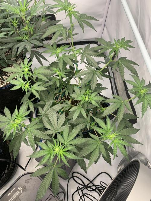 8.Grow: Z42. Week 9 - 8.7. - #2