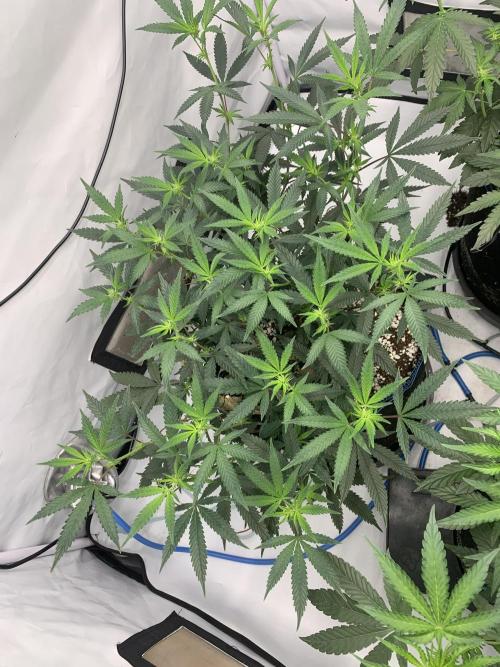 8.Grow: Papayton#1 aka. Limmer Papayton. Week 21 - 8.7.