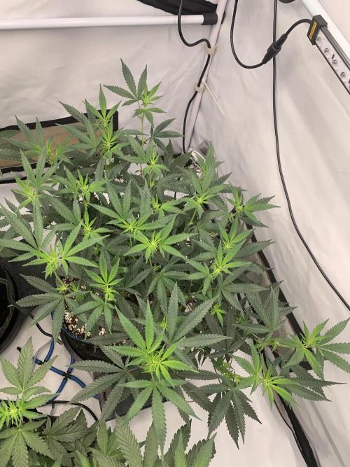 Papayton. Week 21