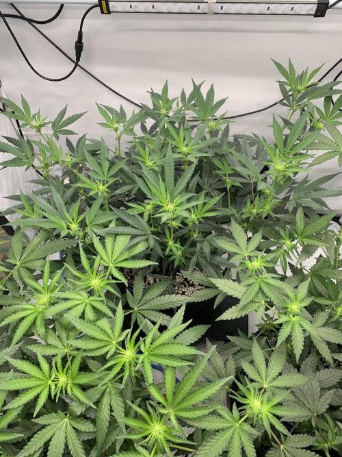 8.Grow: Papayton#1 aka. Limmer Papayton. Week 21 - 11.7.