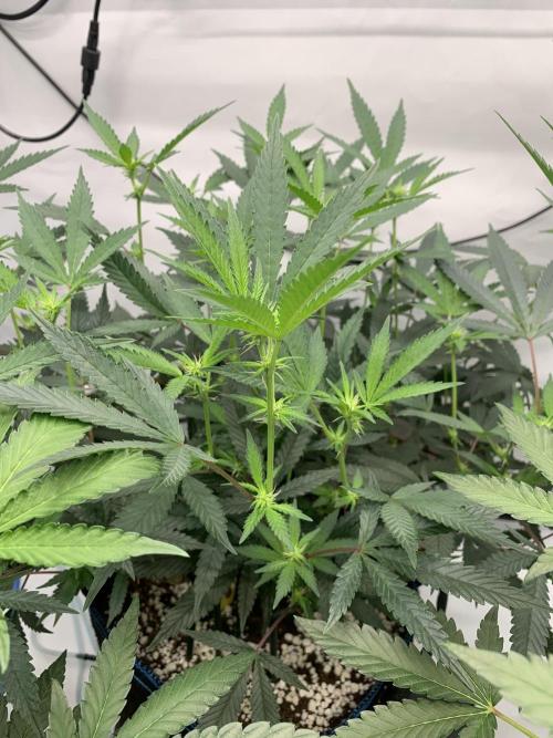 8.Grow: Papayton#1 aka. Limmer Papayton. Week 21 - 11.7.