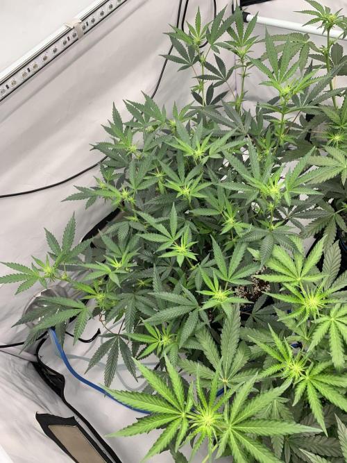 8.Grow: Papayton#1 aka. Limmer Papayton. Week 21 - 11.7.