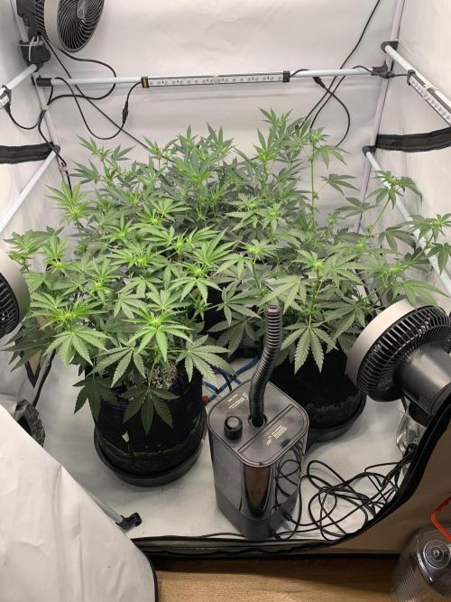 8.Grow: Z42. Week 9 - 11.7.