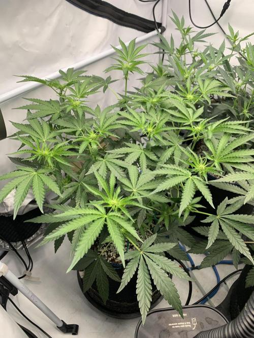 8.Grow: Z42. Week 9 - 11.7. - Z42#1