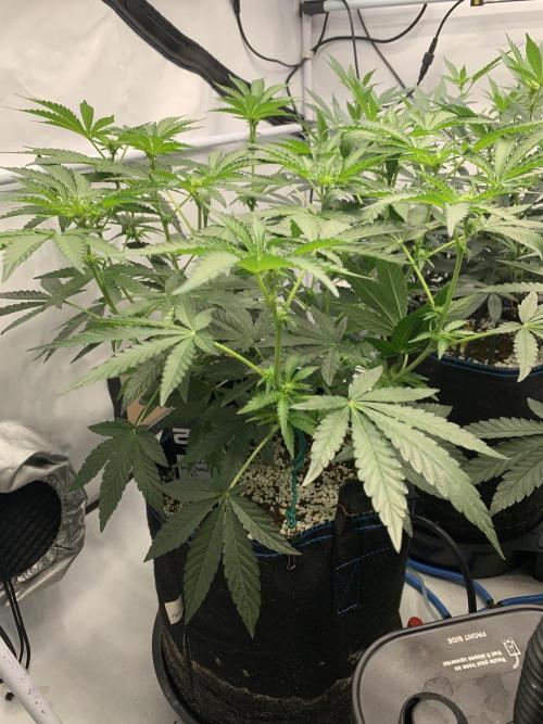 8.Grow: Z42. Week 9 - 11.7. - Z42#1