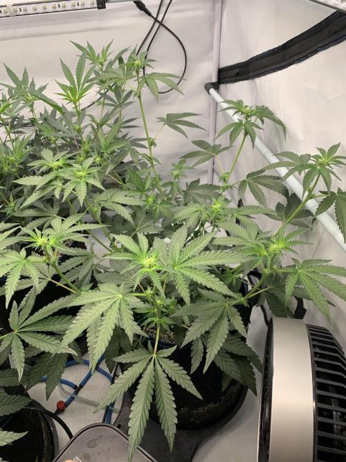 8.Grow: Z42. Week 9 - 11.7. - Z42#2