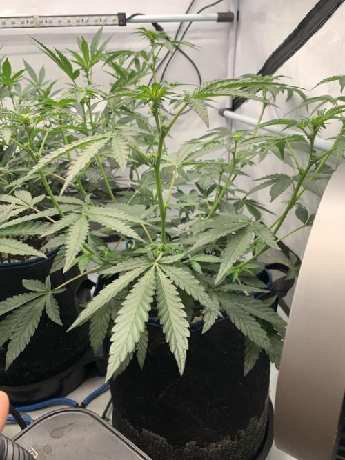 8.Grow: Z42. Week 9 - 11.7. - Z42#2