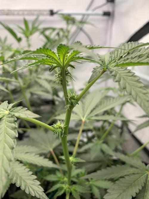 Z42. Week 9