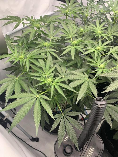 8.Grow: Z42. Week 10 - 13.7.-Z42#1