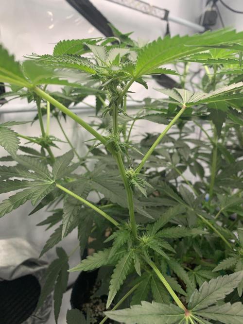 8.Grow: Z42. Week 10 - 13.7.-Z42#1