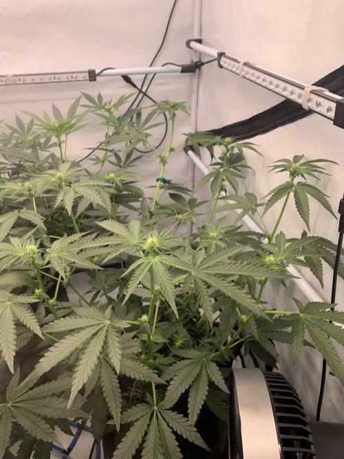 8.Grow: Z42. Week 10 - 13.7.-Z42#2