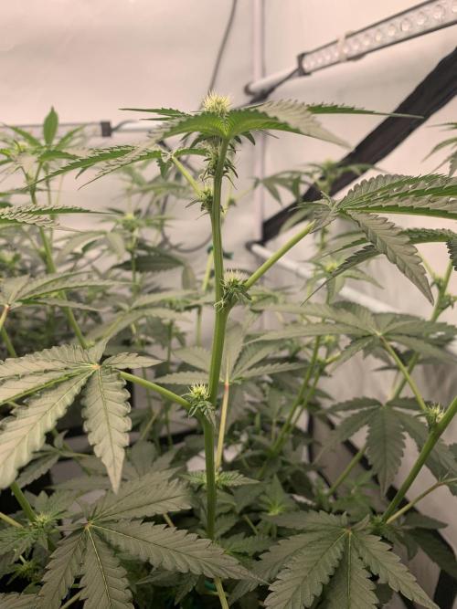 8.Grow: Z42. Week 10 - 13.7.-Z42#2