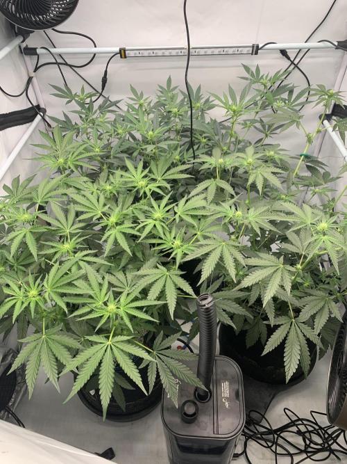 8.Grow: Z42. Week 10 - 13.7.