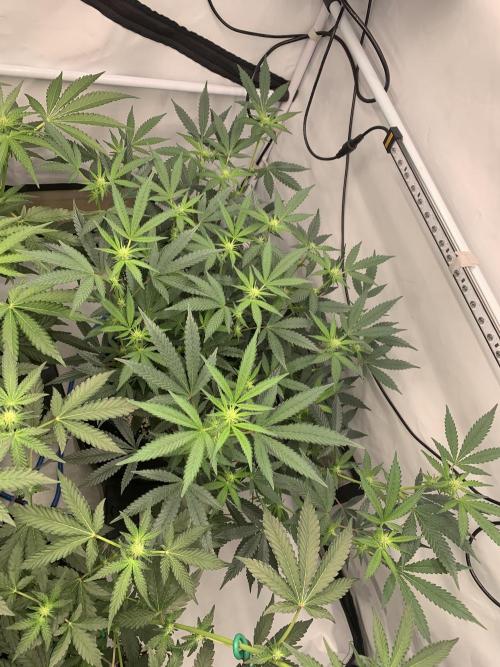 8.Grow: Papayton#1 aka. Limmer Papayton. Week 22 - 13.7.