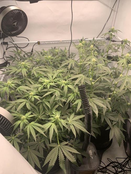 8.Grow: Z42. Week 10 - 18.7.