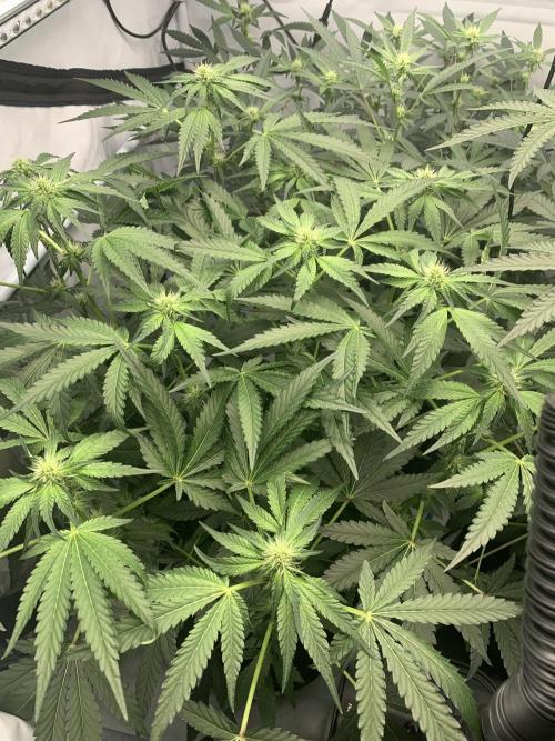 8.Grow: Z42. Week 10 - 18.7.-Z42#1