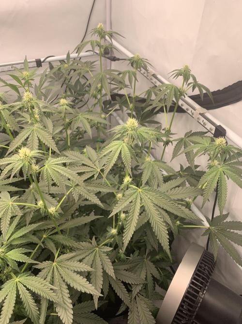 8.Grow: Z42. Week 10 - 18.7.-Z42#2