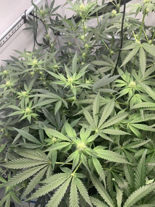 8.Grow: Papayton#1 aka. Limmer Papayton. Week 22 - 18.7.