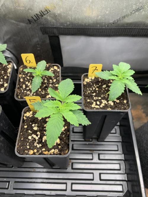 Zafari. Week 1