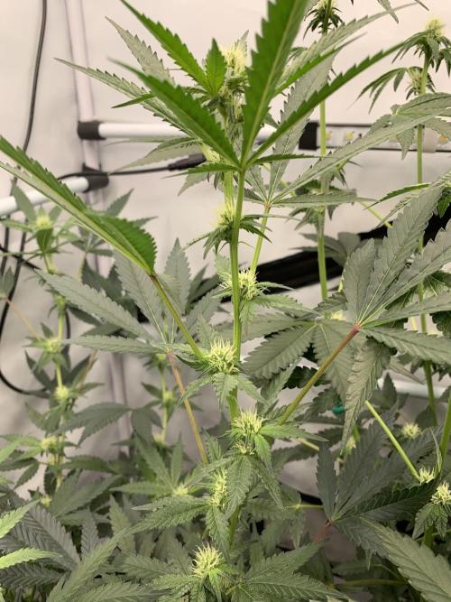 8.Grow: Papayton#1 aka. Limmer Papayton. Week 22 - 19.7.