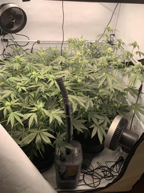 8.Grow: Z42. Week 10 - 19.7.