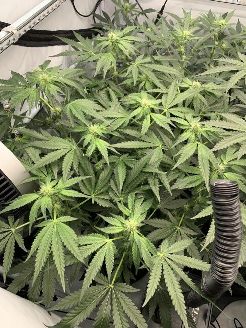 8.Grow: Z42. Week 10 - 19.7.-Z42#1