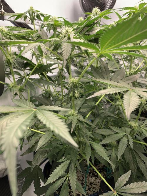8.Grow: Z42. Week 10 - 19.7.-Z42#1