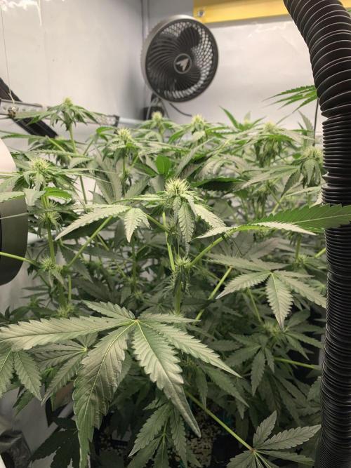 8.Grow: Z42. Week 10 - 19.7.-Z42#1