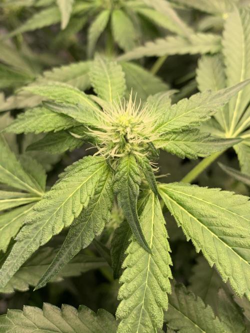 8.Grow: Z42. Week 10 - 19.7.-Z42#1