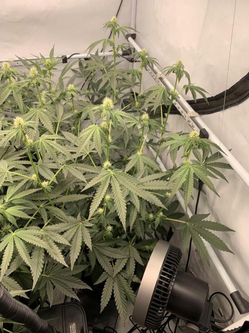8.Grow: Z42. Week 10 - 19.7.-Z42#2