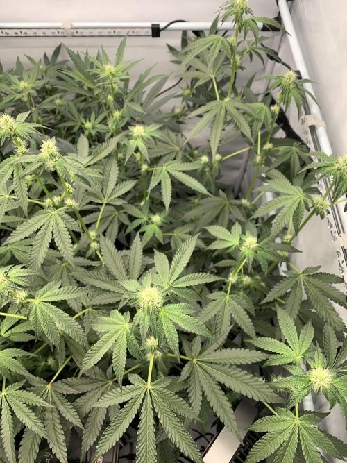 8.Grow: Z42. Week 10 - 19.7.-Z42#2