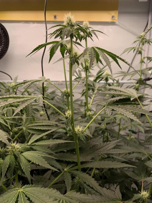 8.Grow: Z42. Week 10 - 19.7.-Z42#2