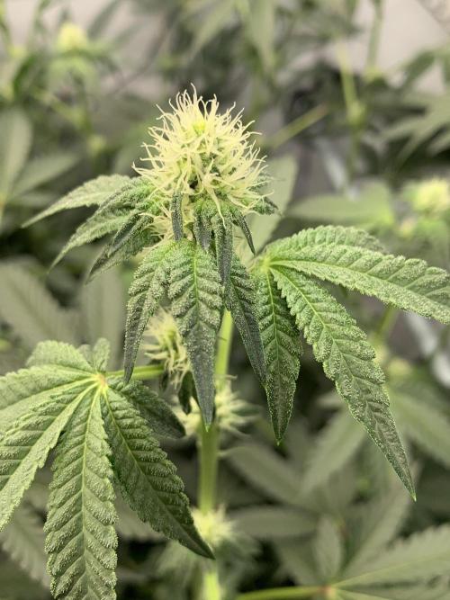 8.Grow: Z42. Week 10 - 19.7.-Z42#2