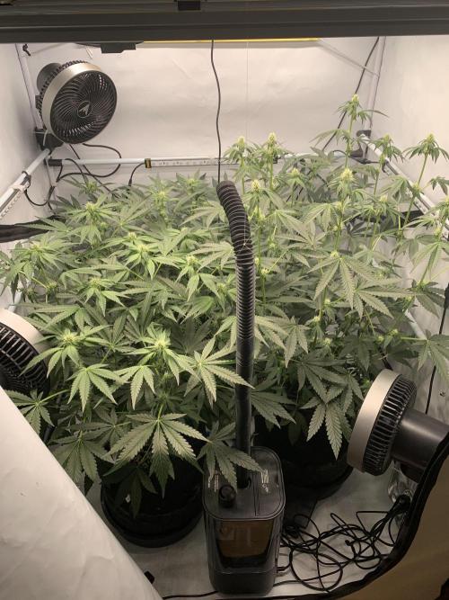 8.Grow: Z42. Week 11 - 20.7.