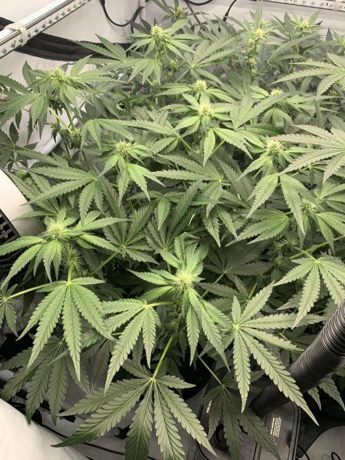 8.Grow: Z42. Week 11 - 20.7.-Z42#1