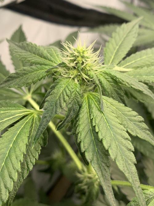 8.Grow: Z42. Week 11 - 20.7.-Z42#1