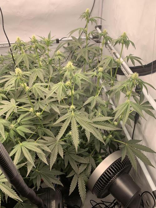 8.Grow: Z42. Week 11 - 20.7.-Z42#2