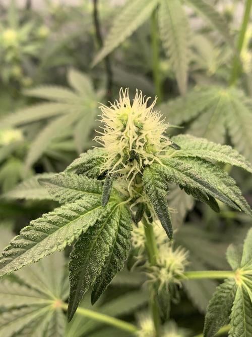 8.Grow: Z42. Week 11 - 20.7.-Z42#2
