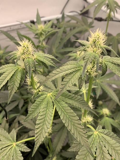 Z42. Week 11